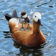 two ducks are sitting on top of each other in the water