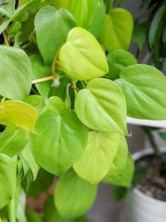 a potted plant with bright green leaves in it's foreground and a white bucket behind it