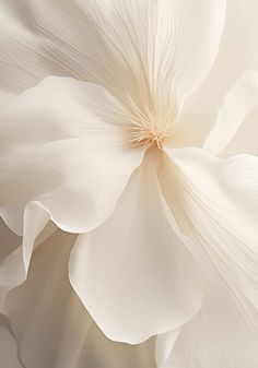 an image of white flowers in the sunlight