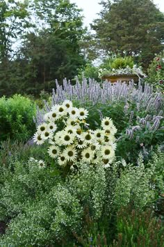 white flowers are in the middle of a garden with purple and green plants behind them