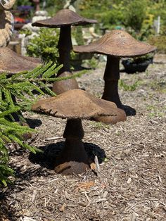 three brown mushrooms sitting on top of a pile of dirt