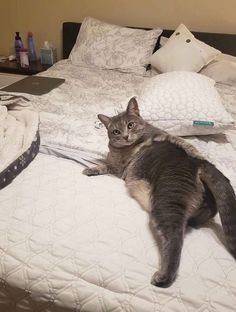 a cat laying on top of a bed next to pillows and blankets in a bedroom