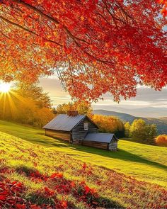 an old log cabin sits in the middle of a field with autumn leaves on it