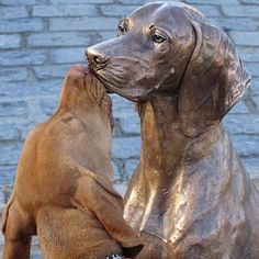 a dog and a cat standing next to each other in front of a brick wall