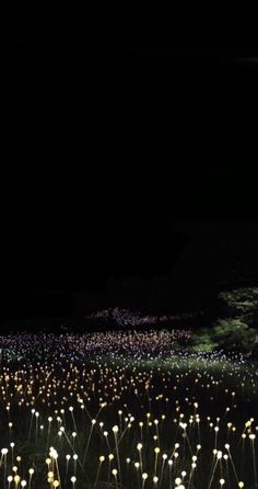 a field full of white flowers at night