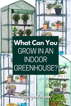 Find the Best Indoor Greenhouse solutions, including Decorating A Greenhouse, Small Greenhouse Shelving Ideas, and Cute Greenhouse Ideas. Get inspired by Small Greenhouse Ideas Diy, Greenhouse Interior Design, Greenhouse Furniture, Greenhouse Layout Interiors, and Small Backyard Greenhouse setups. Basement Greenhouse, Greenhouse Growing In Winter, Diy Year Round Greenhouse, What To Grow In A Greenhouse In Winter, Growing Seedlings Indoors Mini Greenhouse, Unheated Greenhouse Growing