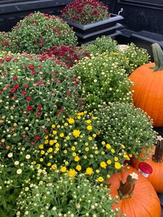 several pumpkins and flowers in the back of a truck