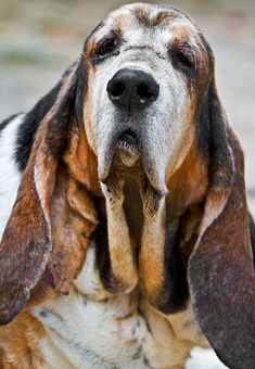 a close up of a dog with it's mouth open