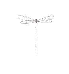 a drawing of a dragonfly on a white background