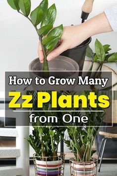 two potted plants with the title how to grow many zz plants from one plant