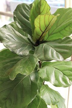 a large green leafy plant in front of a window