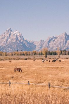 horses graze in an open field with mountains in the background