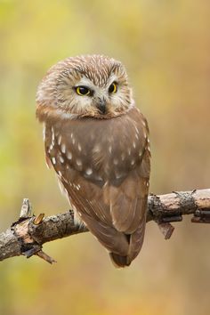 an owl is sitting on a branch with its eyes open and looking at the camera