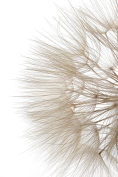 a close up view of a dandelion on a white background