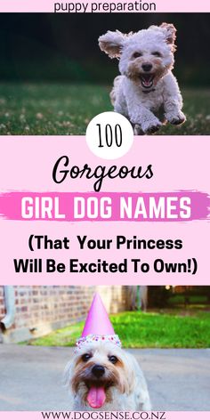 a dog wearing a birthday hat with the words, 100 gorgeous girl dog names that your princess will be excited to own