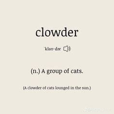 the words clowder are written in different languages