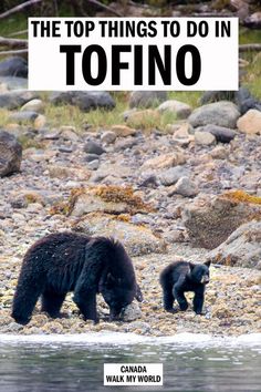 two black bears walking across a rocky beach next to the ocean with text overlay that reads, the top things to do in tofino