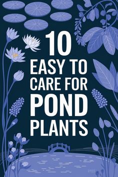 easy to care for pond plants design