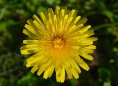 a yellow flower with green leaves in the background