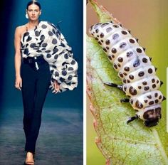 a ladybug on a leaf next to a photo of a woman's dress