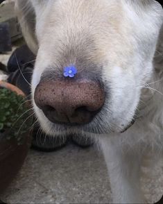 a close up of a white dog with a blue nose pin on it's nose