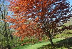 an orange tree in the middle of a grassy field