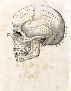 a drawing of a human skull with bones labeled in the lower half and upper half