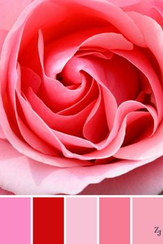 a pink rose is shown in color swatches