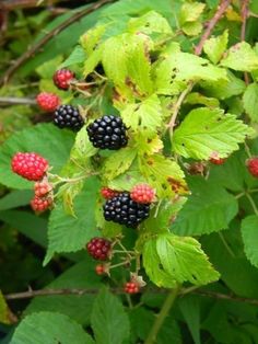 blackberries and raspberries are growing on the tree