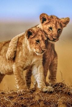 two young lions standing on top of a dry grass covered field next to each other