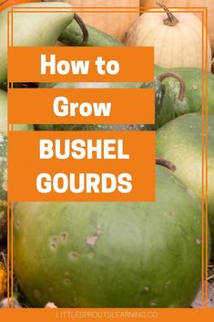 large gourds in a big pile Bushel Baskets, Harvest Basket, Growing Gardens, Gourds Crafts, Organic Gardening Tips, Sustainable Garden, Heirloom Seeds, Natural Garden