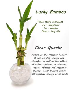 the lucky bamboo plant is in a clear vase filled with water and ice cubes