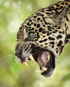 a leopard with its mouth open showing teeth