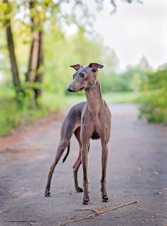 Italian Greyhound Miniature Greyhound, Miniature Italian Greyhound, Loyal Dog Breeds, Italian Greyhound Dog, Every Dog Breed, Tiny Dog, Greyhound Dog