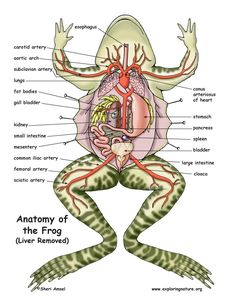 the anatomy of an frog's body and its external organs, including the stomach