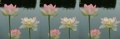 several pink and white flowers in front of a body of water with reflections on the water