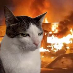 a cat sitting in front of a fire with flames coming out of the building behind it