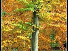 a tree with yellow and red leaves on the ground in front of some other trees