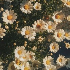 white and yellow daisies are growing in the sun