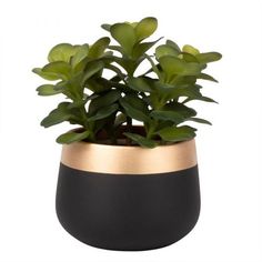 a potted plant in a black and gold vase with green leaves on the top