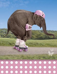 an elephant riding on roller skates down a road