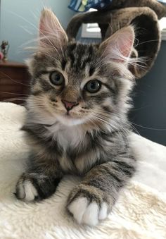 a small kitten laying on top of a bed