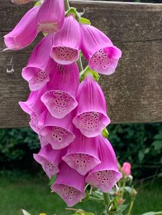 purple flowers blooming on the side of a wooden bench