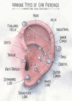 diagram of the different types of ear piercings and their location in the human ear