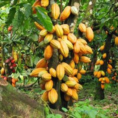 a bunch of fruit hanging from the side of a tree in a forest with lots of green leaves