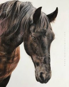 a close up of a horse's head with long manes and hair blowing in the wind