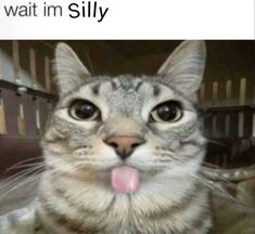 a cat with its tongue hanging out and the caption that says, i'm not waiting in silly