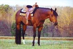 a brown horse standing on top of a lush green field