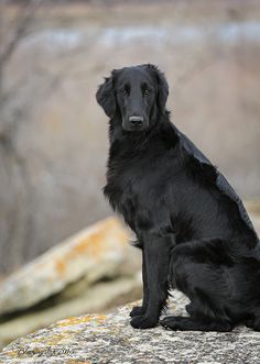 a black dog sitting on top of a rock