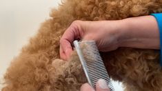 a person combing a dog's hair with a metal comb